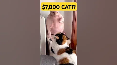 Watch the video about The Bald Cat That Costs $7,000!(credit