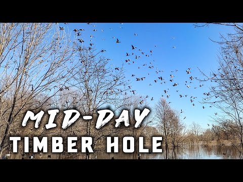 Mid Morning Duck Hunt in the Arkansas Timber (30 Minute Limit)