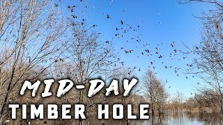 Mid Morning Duck Hunt in the Arkansas Timber (30 Minute Limit)