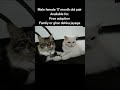 cat free adoption #allahabad #india #banaras #barabanki #lakhimpur #lucknow #cat #adoptme