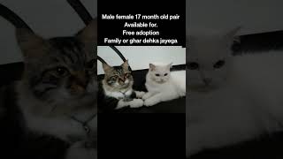 cat free adoption #allahabad #india #banaras #barabanki #lakhimpur #lucknow #cat #adoptme