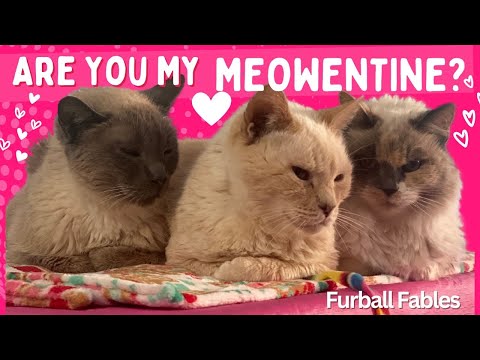 What Cats Say on Meowentine's Day