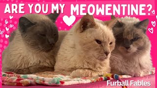 What Cats Say on Meowentine's Day by Furball Fables 202 views 2 months ago 1 minute, 42 seconds