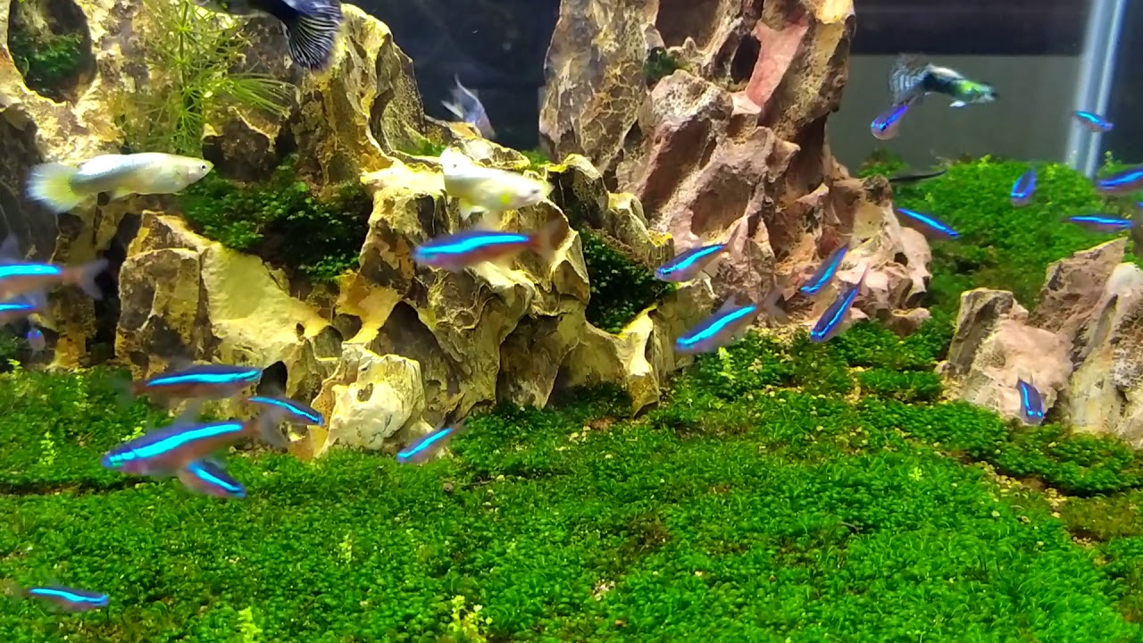 Bể rêu minifiss sau 3 tuần - YouTube