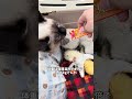 【オタクの保護猫動画】病院を察した猫、全力クレーム #子ネコ #猫 #保護猫 #ねこのいる生活 #猫のいる暮らし #猫動画 #保護猫のもこ #保護猫のモコ