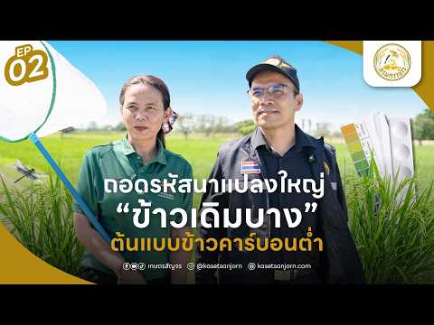 ถอดรหัสนาแปลงใหญ่ข้าวเดิมบาง ต้นแบบข้าวคาร์บอนต่ำ | RICE MAN EP.2