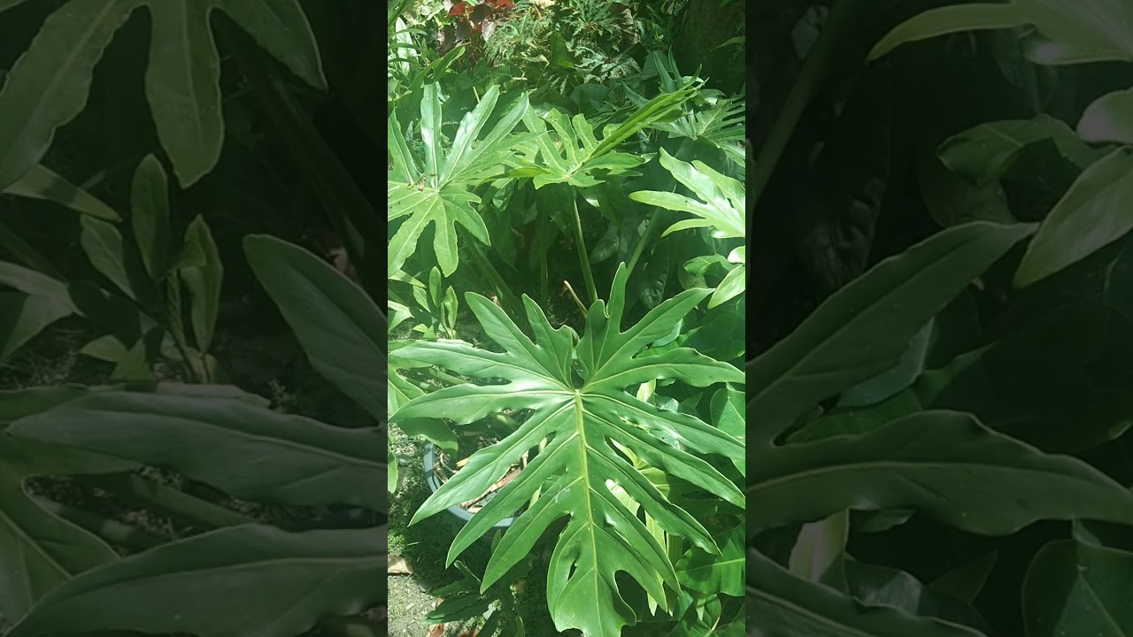 philodendron mayoi plant