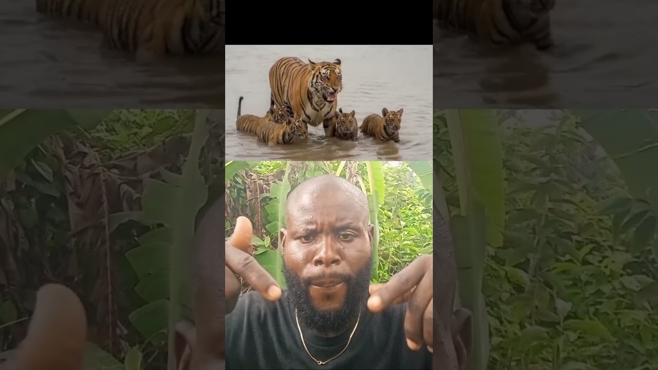 please watch this video to video 🐆🐆🐊🐊 #viralvideo #jimcorbettwildlifeandnatureview