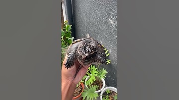 Rùa Florida Snapping Turtle #turtle