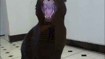 CS2 Cat Edit I cut out of a video