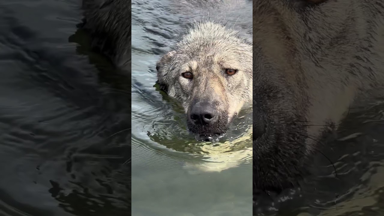 Сбылась мечта «особенной» собаки Вики