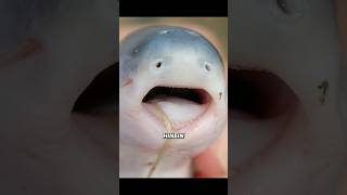 Der Pipi Fisch im Amazonas #wildnis #ozean #tiere #fische