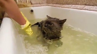 как помыть кота психа / как помыть агрессивного кота / моем кота  шампунем