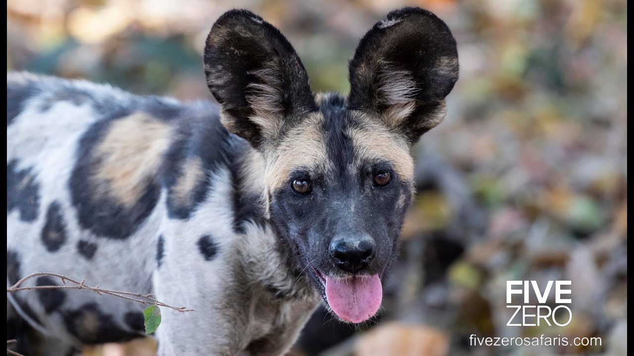 The South Luangwa Safari