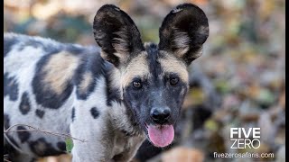 The South Luangwa Safari