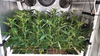 Organic Cannabis Grow with the AutoPot XL System - Day 14 of Flower