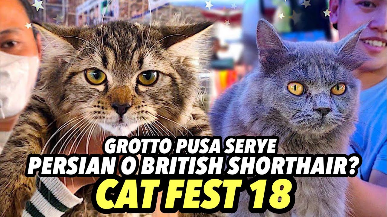 MAGAGANDANG PUSA SA GROTTO | CAT FEST 18 | PUSA SERYE | JANUARY 14, 2024