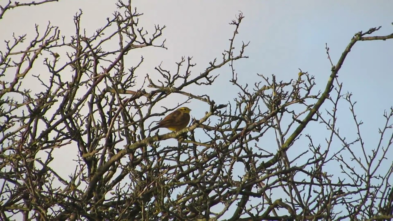 nature kpop Yellowhammer (emberiza citrinella)