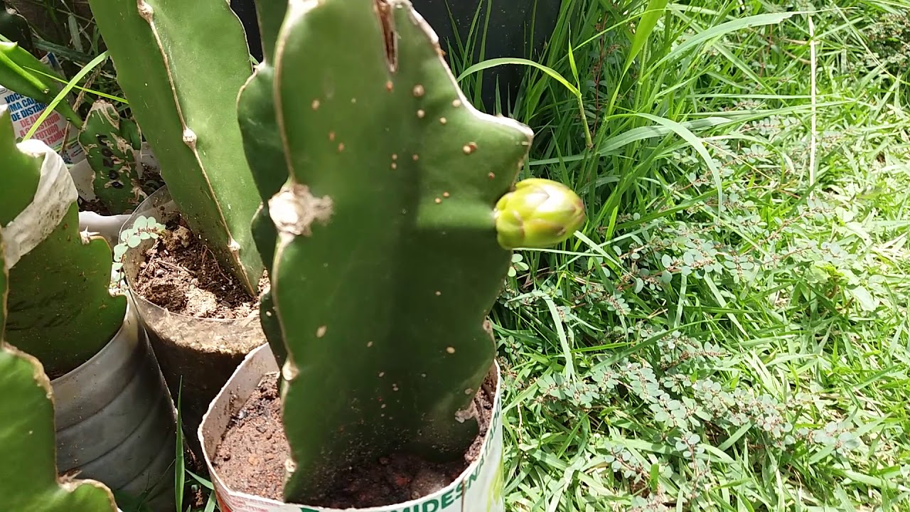 ATUALIZAÇÃO DO BOTÃO FLORAL DA PITAYA