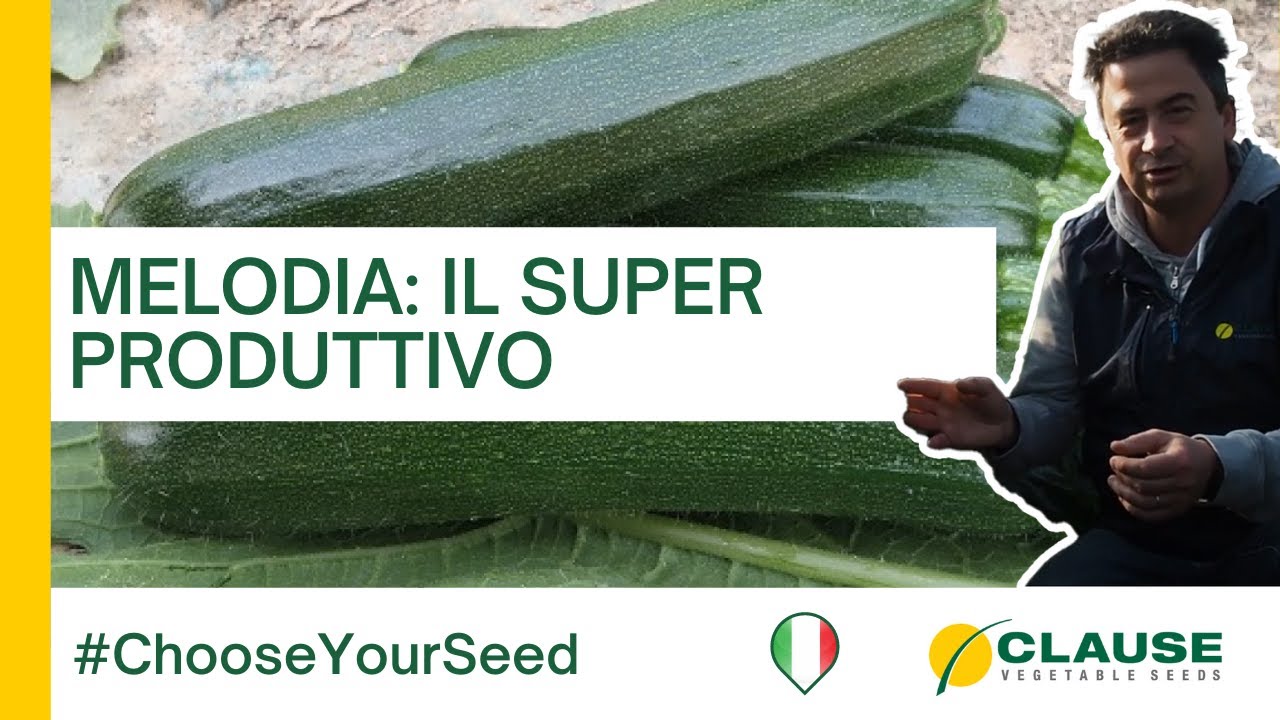 Zucchino MELODIA: completa la tua offerta di zucchino invernale -  