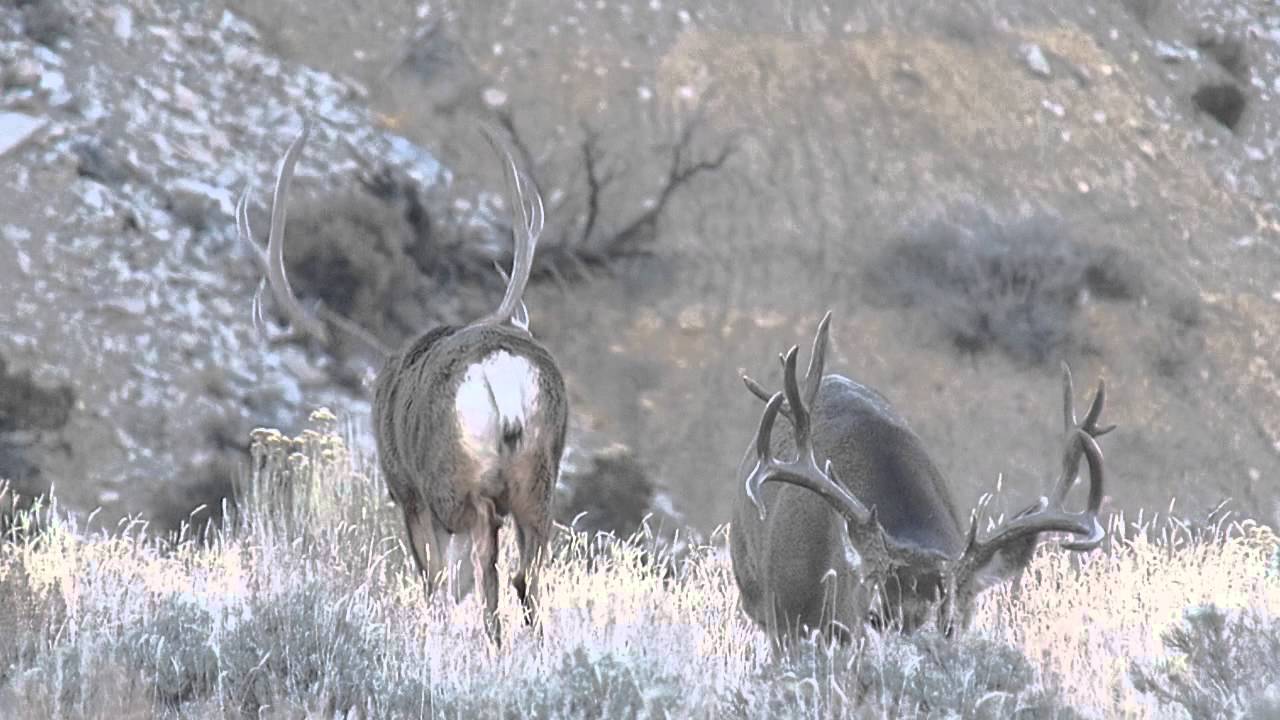 Henry Mountains Mule Deer YouTube henry-mountains-mule-deer-youtube