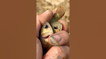 Giải cứu cá rô bị mắc cạn #shorts #short