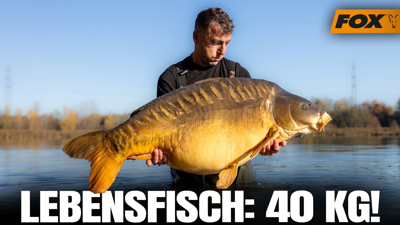 Franz fängt 40-Kilo-Monsterkarpfen in Österreich! 😱