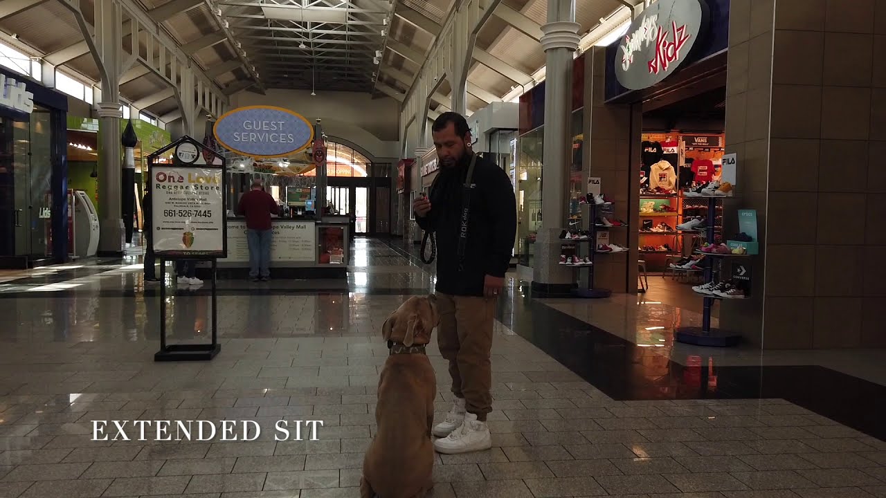 Cane Corso Training Santa Monica Ca Dog Training