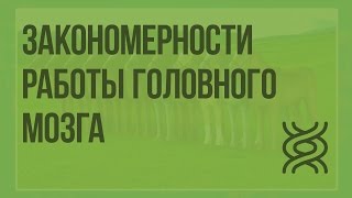 Закономерности работы головного мозга. Врожденные и приобретенные формы поведения. Видеоурок