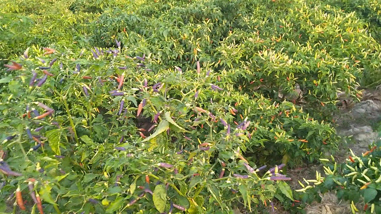 Tembus 250 juta bersih bertani cabe rawit