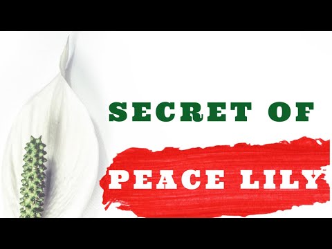 Video: Green Peace Lily Blooms: Tại sao hoa Peace Lily lại chuyển sang màu xanh lục