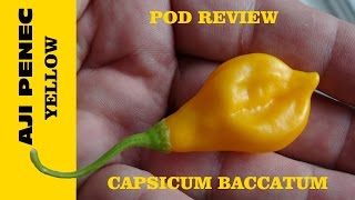 ⟹ POD REVIEW : AJI PENEC YELLOW Pepper, capsicum baccatum ⟹ POD REVIEW : AJI PENEC YELLOW Pepper, capsicum baccatum