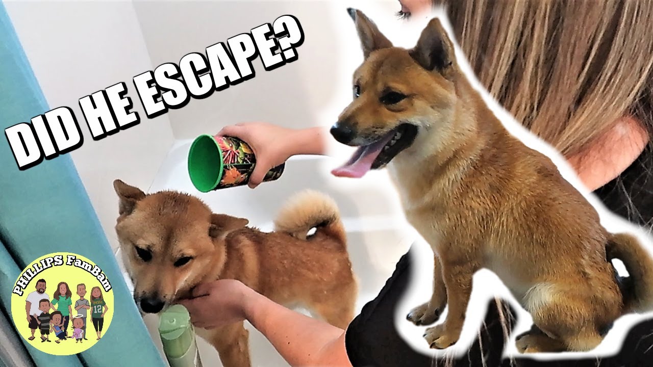 Mom Tried Giving A Puppy Shiba Inu A Bath In Our Bathtub Phillips Fambam Vlogs
