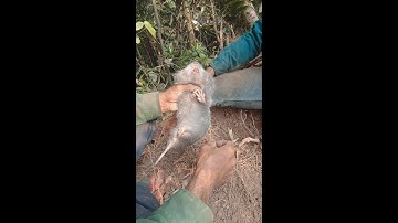 ĐI ĐÀO HANG DÚI (Tập 2) BẮT ĐƯỢC CON DÚI KHỦNG NHẤT/Hồ Kray Bàn - Cuộc Sống Ở Nông Thôn