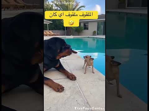 الملقوف مافيه حل اكسبلور  ضحك ضحك     