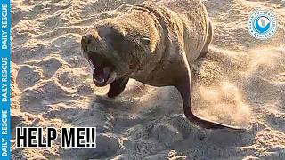 Cutting an Invisible "Wall of Death" Off an Angry Seal