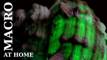 Shooting Shells In Macro with Lumix GH5 - How to light the shells?