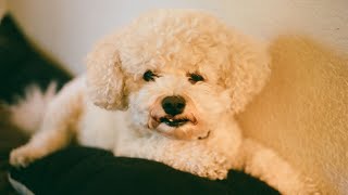 The Bichon Frise's Unconditional Love for Cuddles