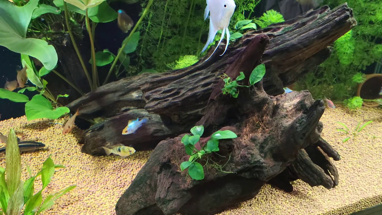 Aquário comunitário de Acará Bandeira, 360lt