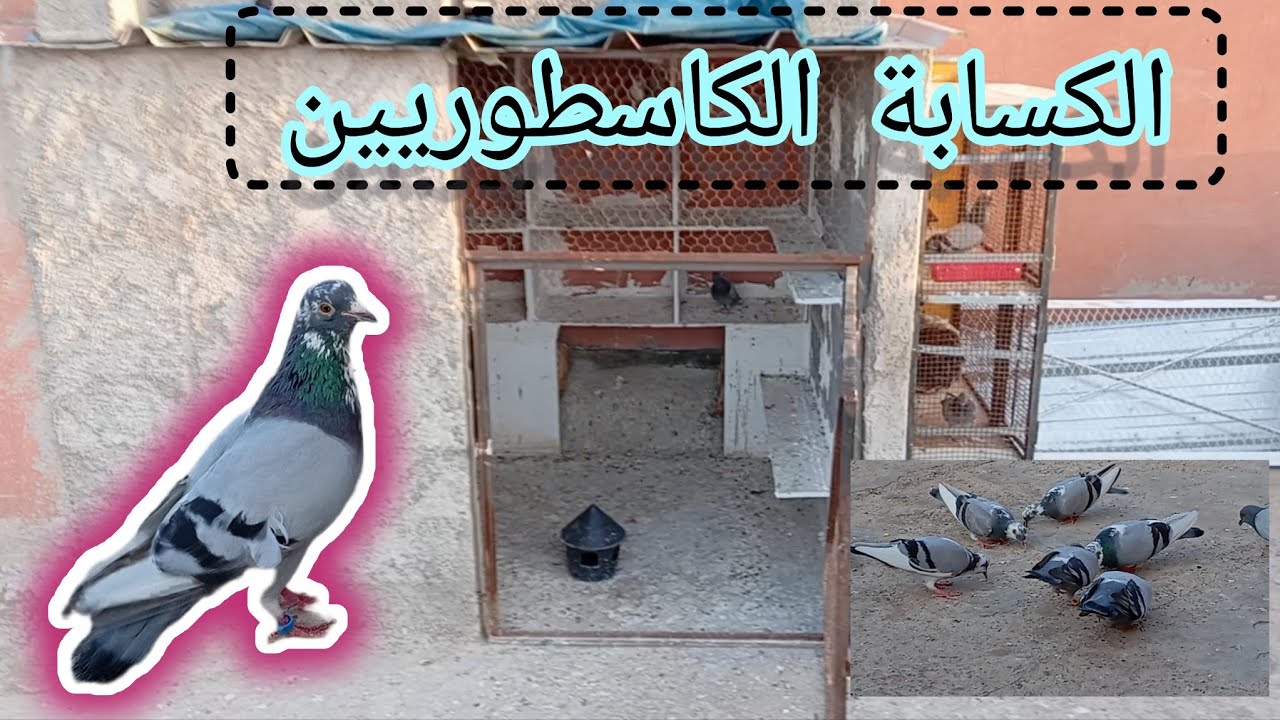 🎖️زيارة عند الأخ عبد الصمد الكساب الكسطوري 🕊️🎥