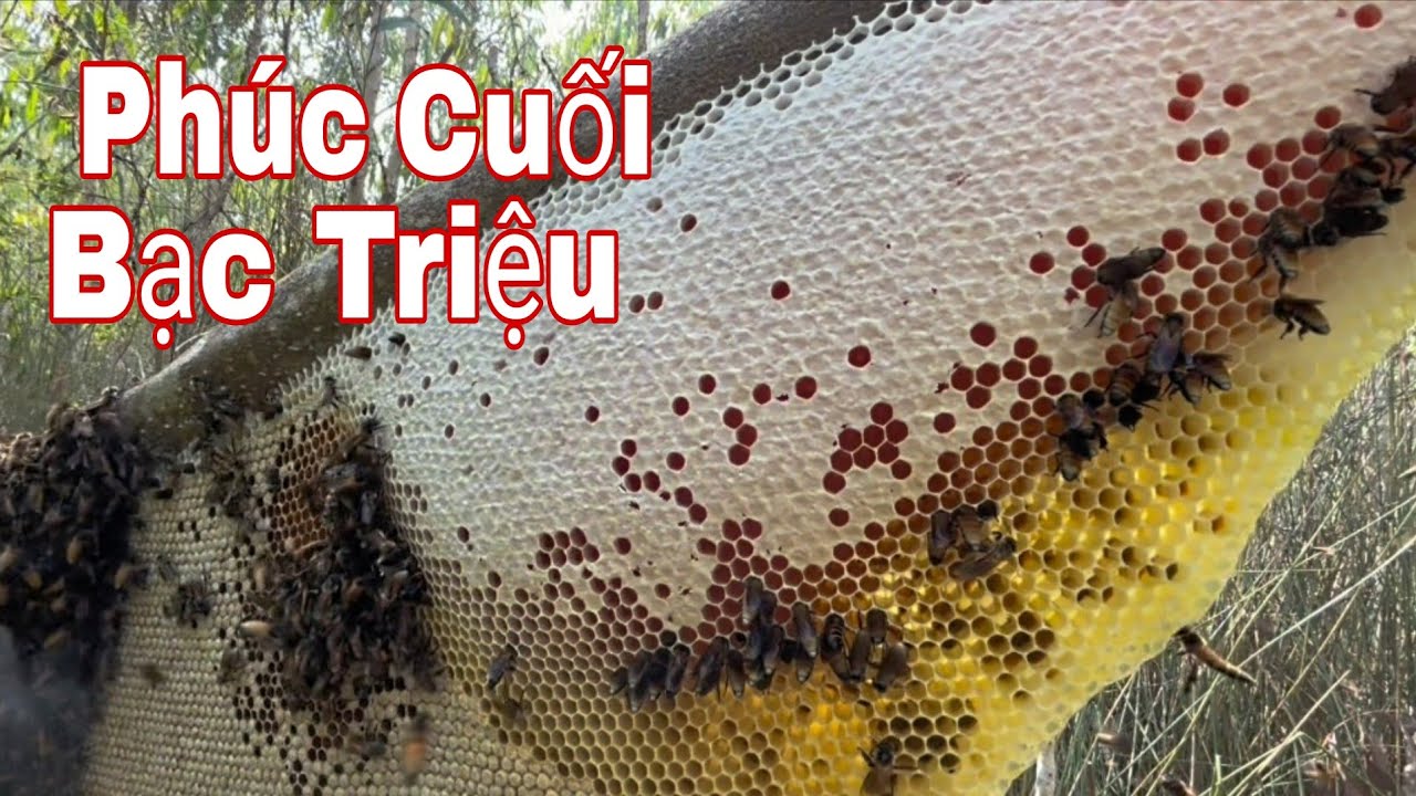 Thăm Lờ Thất Thu Cá, Phúc Cuối Kiếm Được Bạc Triệu