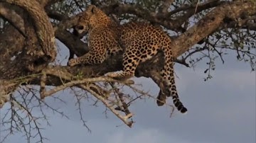 Leopard Stashes Kill in Tree | Naboisho Conservancy Safari