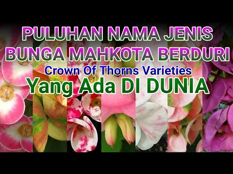 Video: Jenis Dan Nama Tumbuhan Euphorbia (34 Foto): Perihal Euphorbia, Yang Paling Cantik Dan Sisir, Berair Dan Anggur, Berduri Dan Synadenium