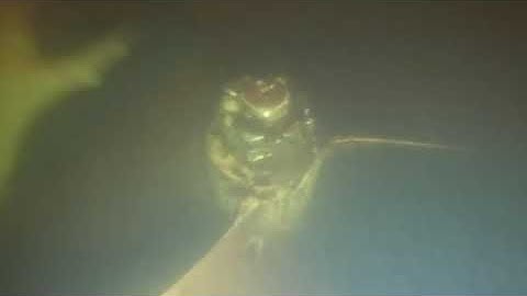 12 10 25 Abaco Dreams HC