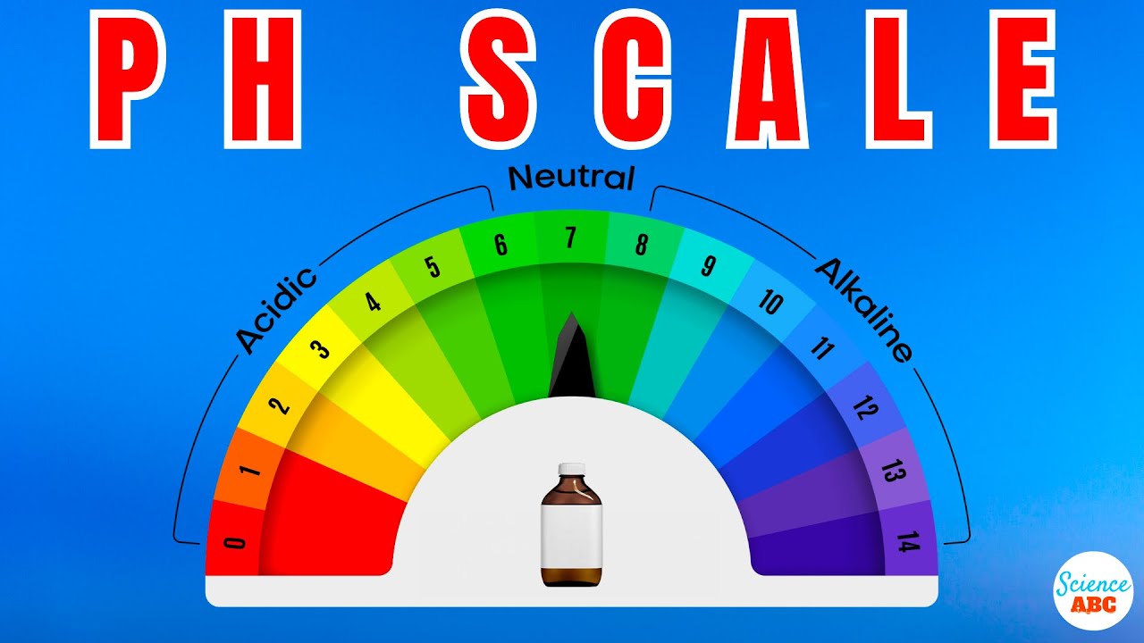 Acidic, Basic & Neutral Solutions, Overview, pH Scale & Uses - Video &  Lesson Transcript