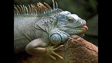 ASP.NET Core & AngularJS 2 startup application with EntityFrameworkCore. Part 5 (Voiceless)