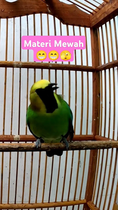 Masteran Cucak Ranting Gacor Isian Materi Full #cucakrantinggacor #birds #kicaumania