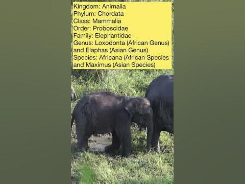 ELEPHANT CLASSIFICATION - YouTube