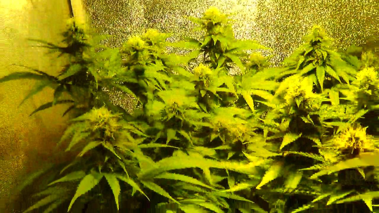 Seguimiento 7. Floración  - Sativas feminizadas...