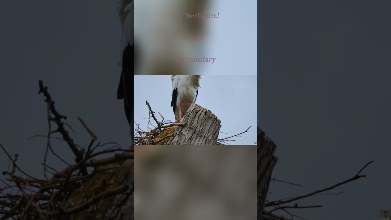 Storks’ Superpowers Explained: The Science You Never Knew!  (ANALYSIS.) documentary bio.